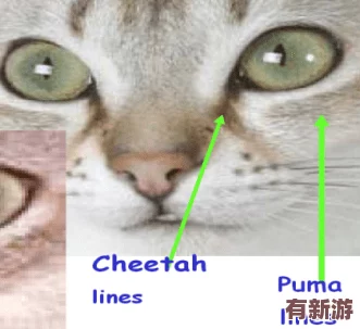 色貓貓視頻站：一個匯聚多樣化內(nèi)容的平臺-帶你領(lǐng)略豐富的視覺體驗與創(chuàng)意表達(dá)