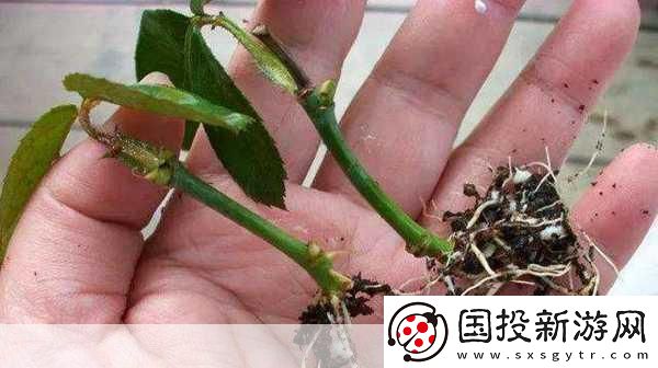 扦插過程視頻