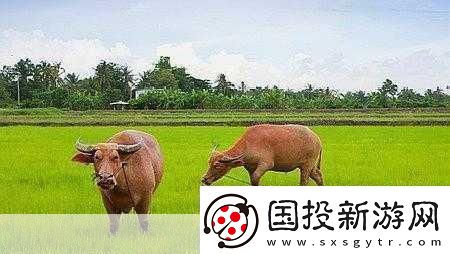 老牛嫩草一二三產(chǎn)物辨別-1.-老牛嫩草：傳統(tǒng)與新生的完美結(jié)合