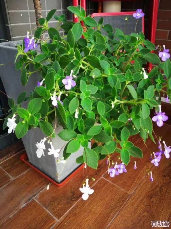 海角媽媽綠意盎然：網(wǎng)友稱贊“這片綠意讓人心曠神怡-仿佛置身于世外桃源！”