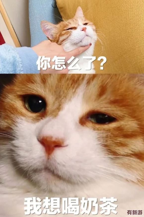糖心柚子貓：新晉網(wǎng)紅寵物-萌態(tài)百出引發(fā)網(wǎng)友熱議與喜愛潮流