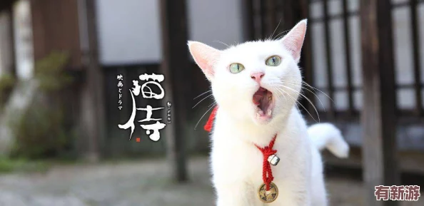糖心柚子貓